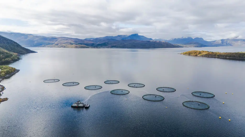Preview image for Farmed salmon may not be as nutritious as it once was, new research suggests