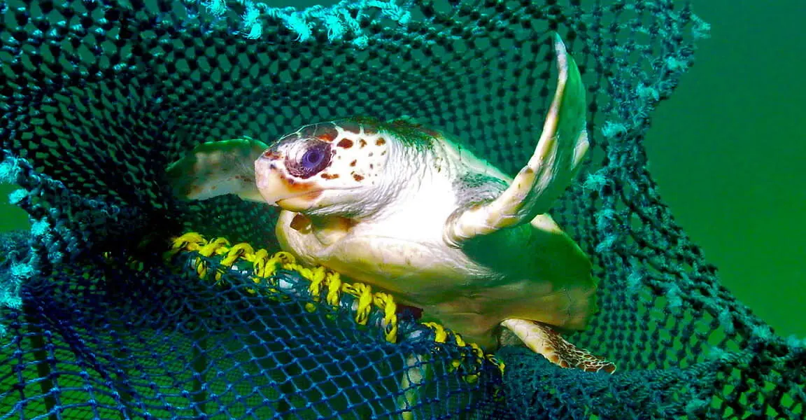 Preview image for How new fishing tech can reduce bycatch of turtles and other creatures