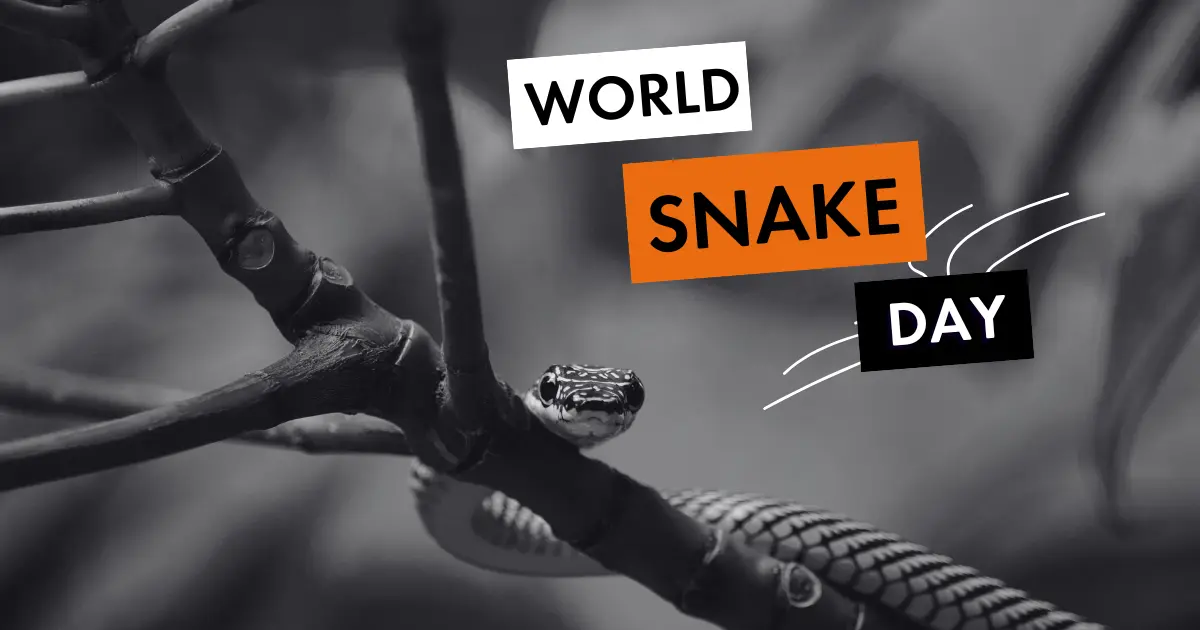 Preview image for World Snake Day July 16th | World Animal Protection