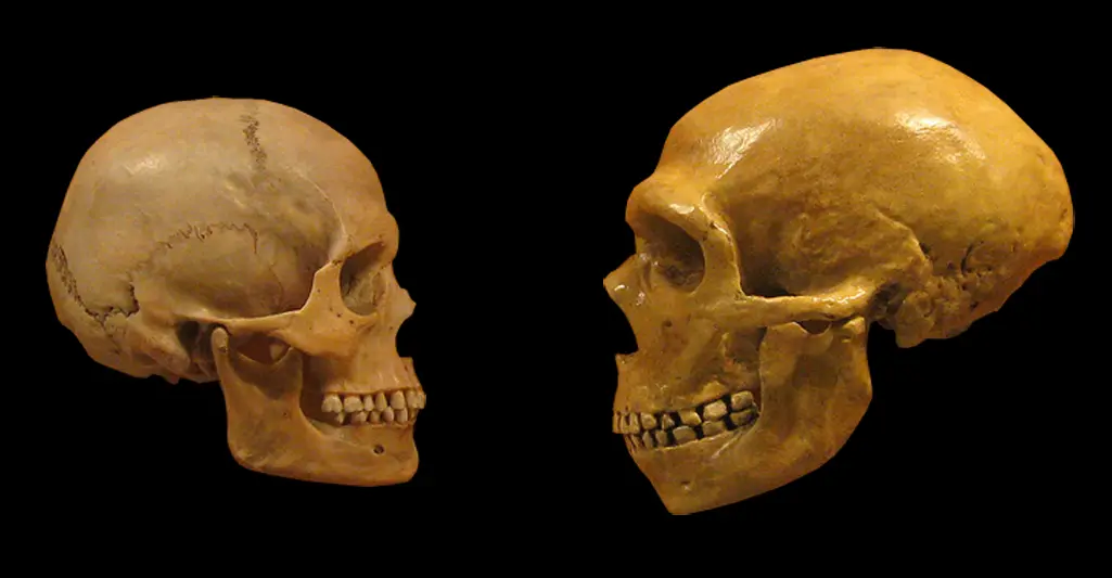 Preview image for Neanderthal brains measure up to ours—literally