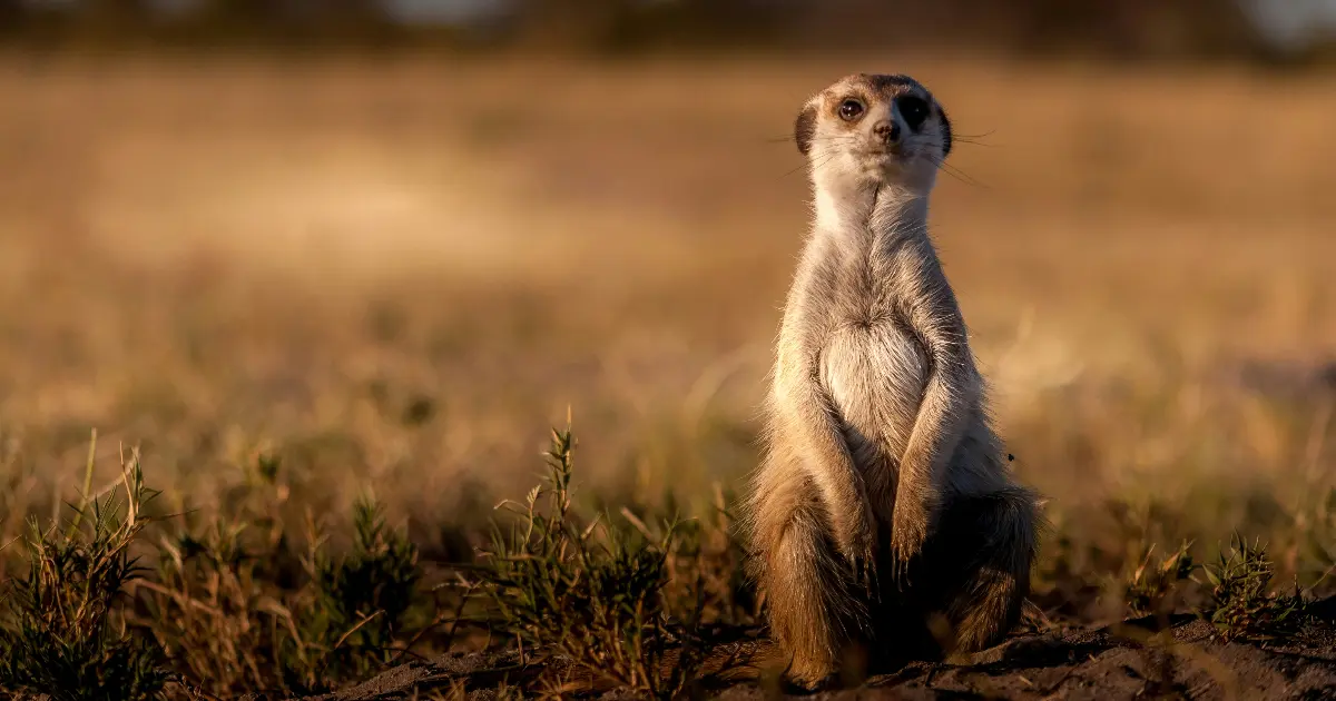 Preview image for Cloudflare Introduces Meerkat for Strongly Consistent Global Coordination