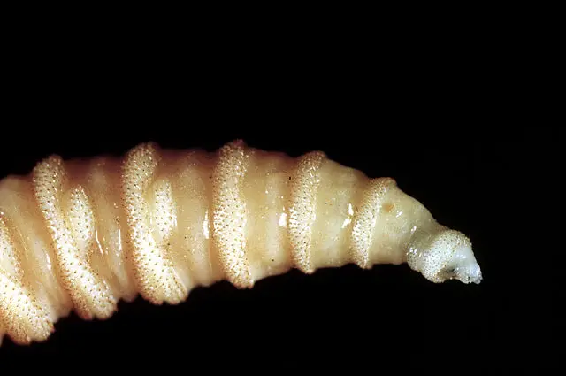 Preview image for Flesh-eating screwworms feast on humans in Mexico; human cases top 500