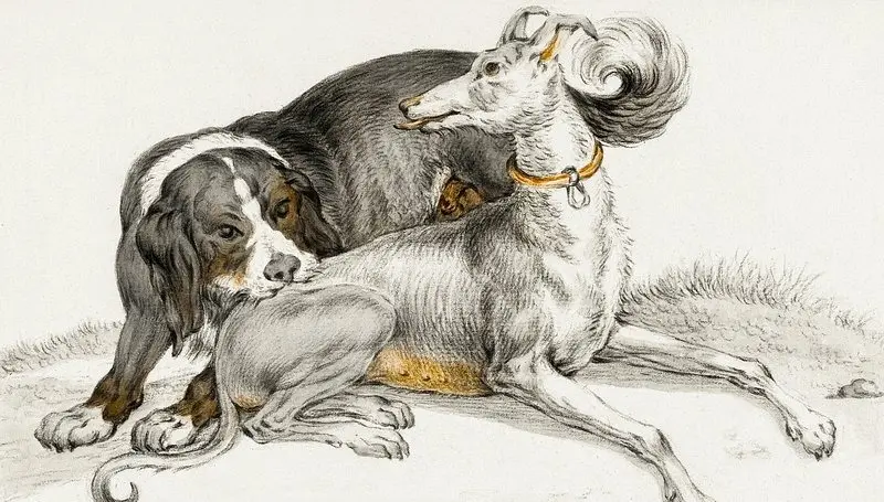 Preview image for How I Learned to Love My Dog By Observing His Behavior