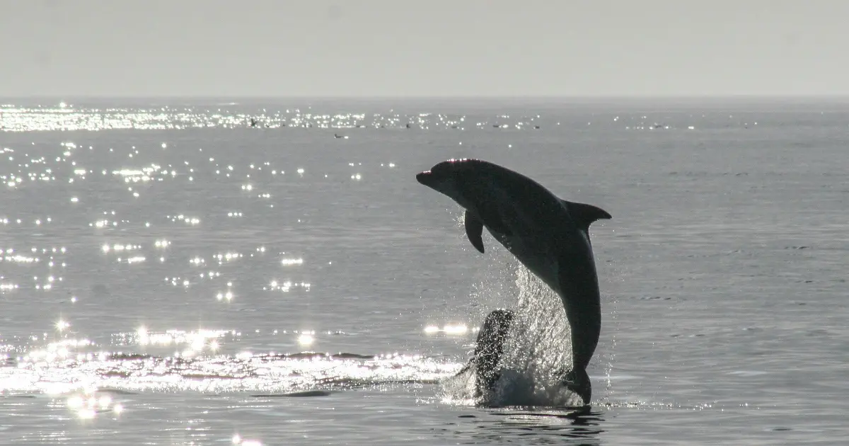Preview image for MySQL 9.7: First Major LTS Since 8.4 Brings Enterprise Features to Community Edition
